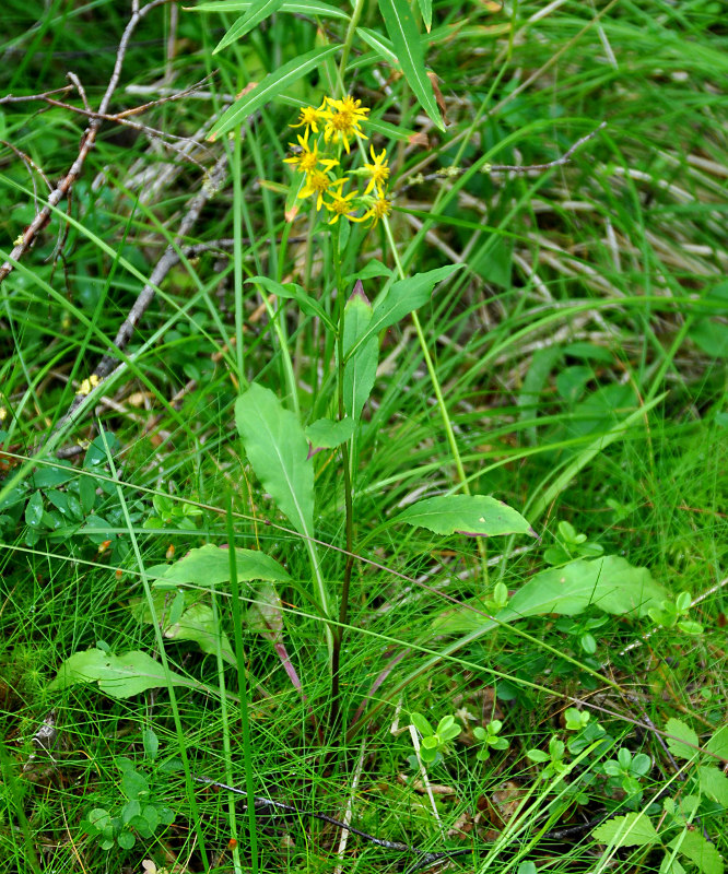 Изображение особи Solidago virgaurea.