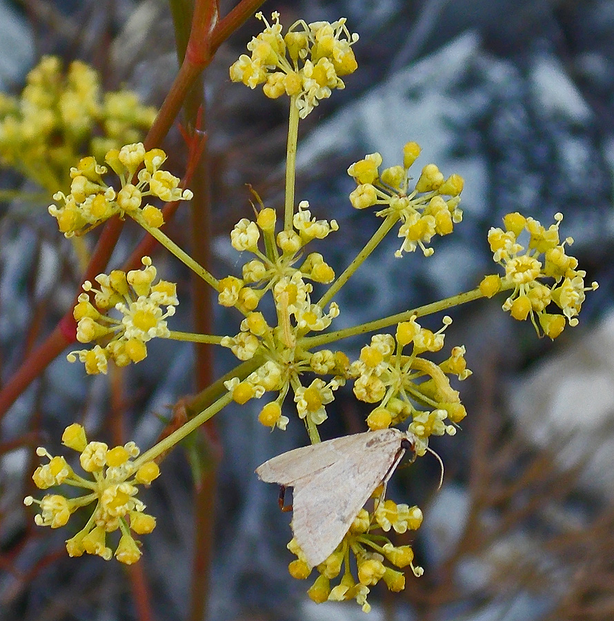 Изображение особи Peucedanum tauricum.