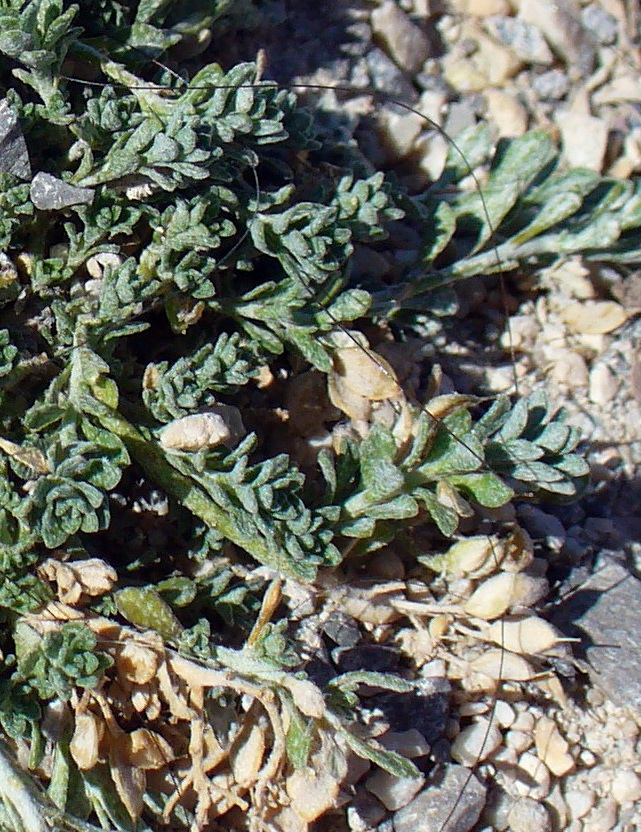 Image of genus Alyssum specimen.