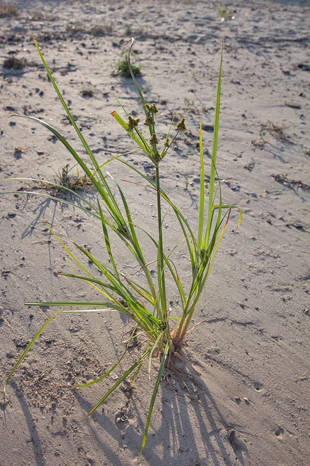 Image of Cyperus glomeratus specimen.