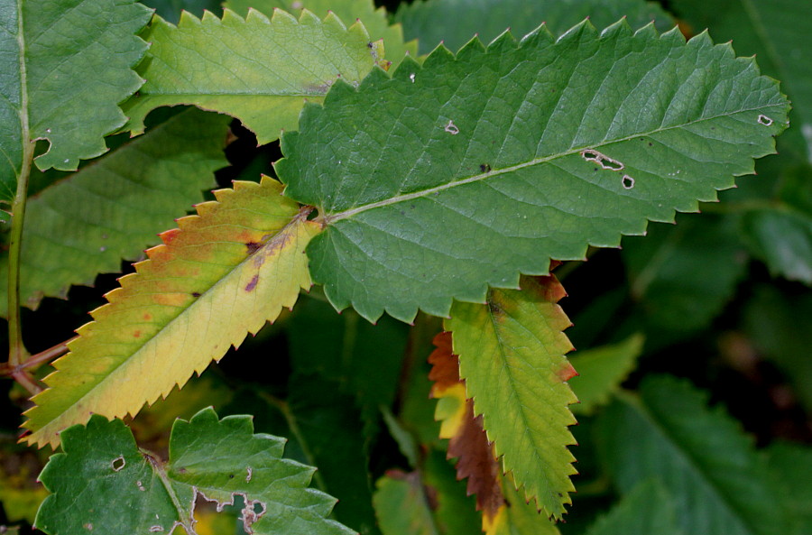 Изображение особи Sanguisorba canadensis.