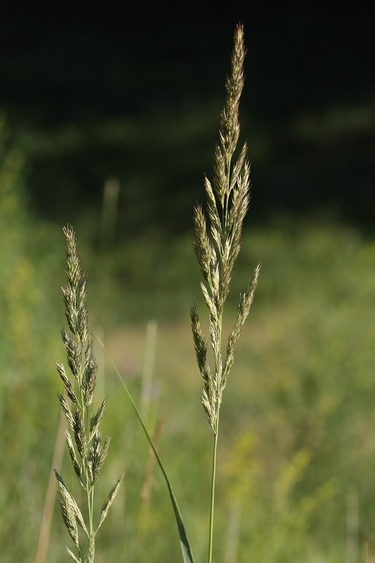 Image of Calamagrostis epigeios specimen.