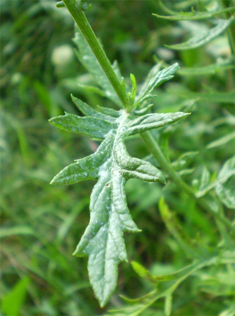 Image of Senecio grandidentatus specimen.