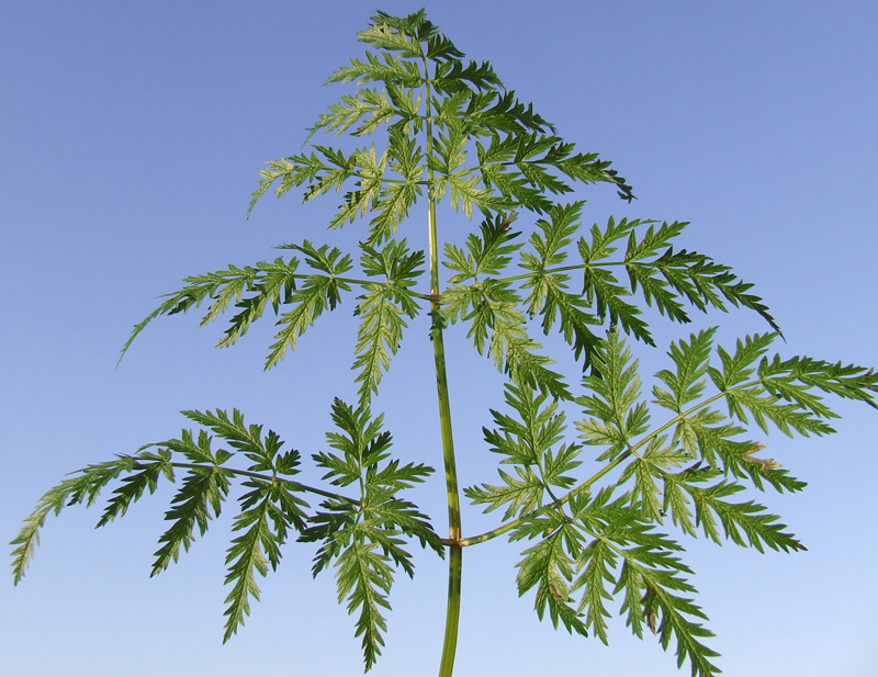 Image of Anthriscus sylvestris specimen.