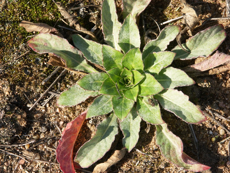 Image of Oenothera rubricaulis specimen.