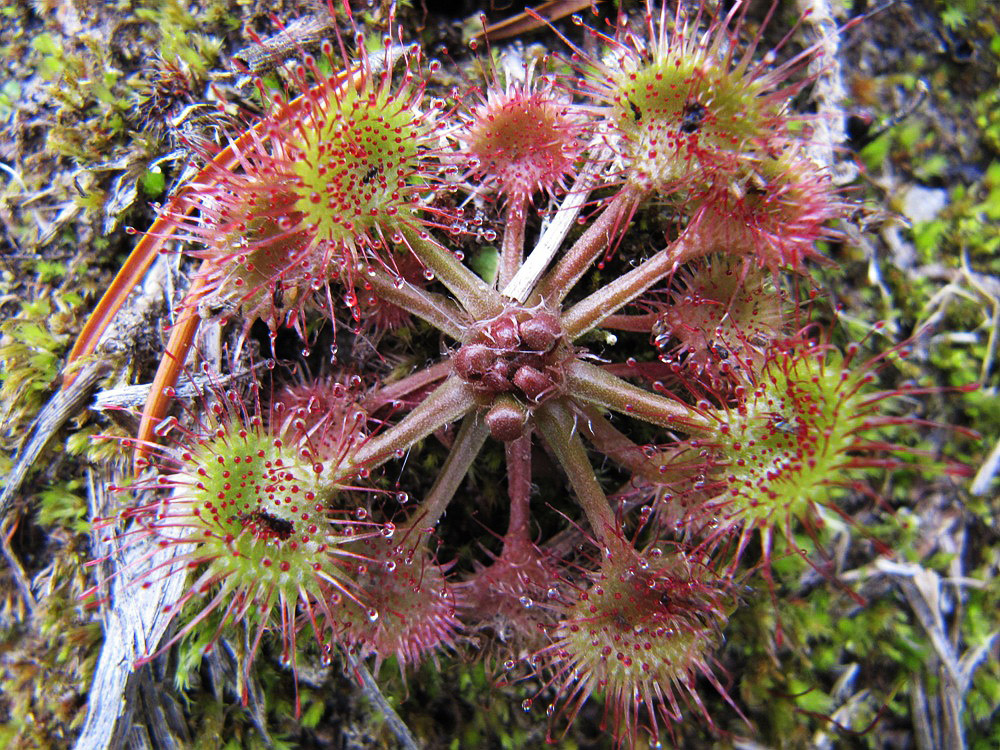 Image of Drosera rotundifolia specimen.