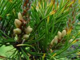 Pinus mugo