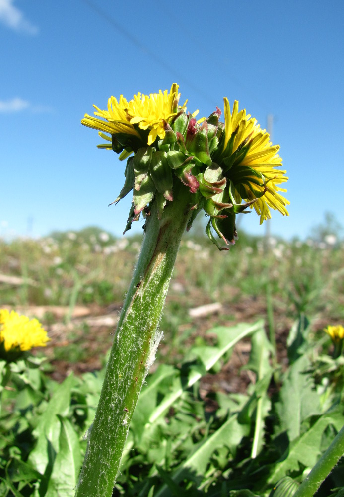 Изображение особи Taraxacum officinale.