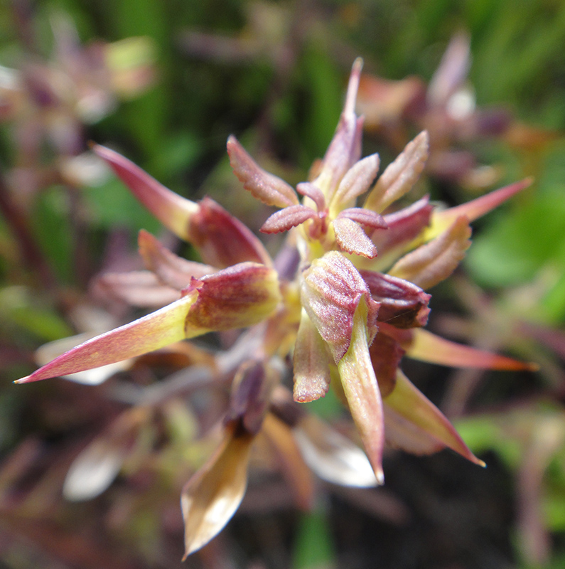 Изображение особи Pedicularis labradorica.