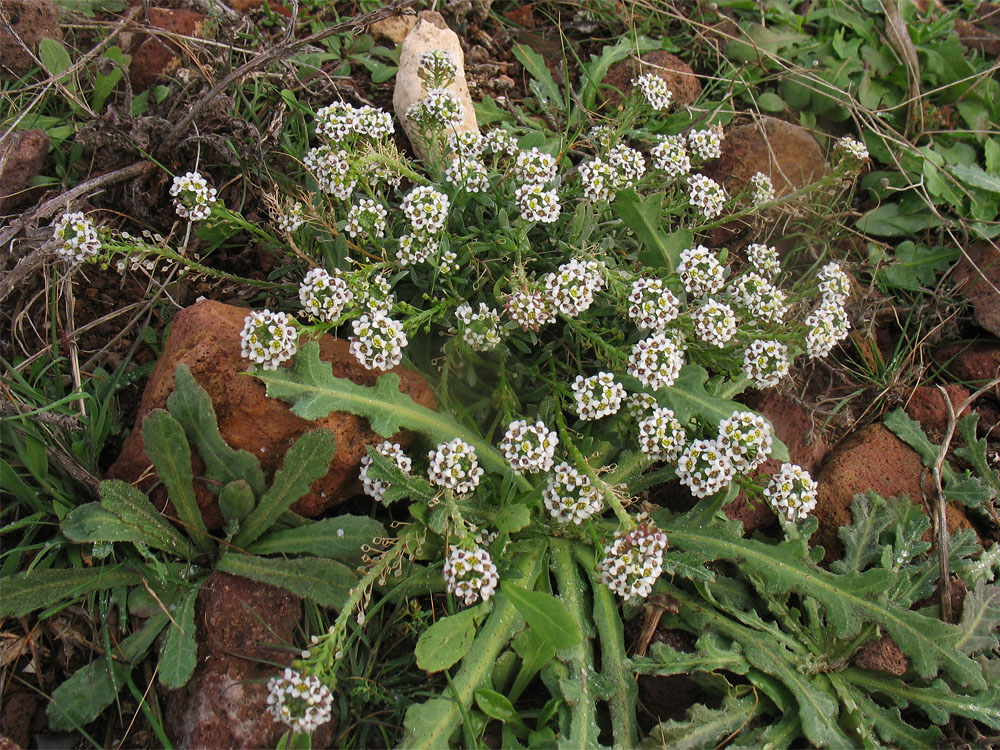 Image of Lobularia maritima specimen.