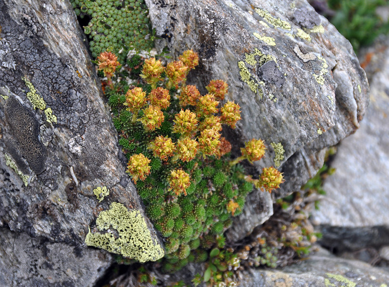 Image of Saxifraga unifoveolata specimen.