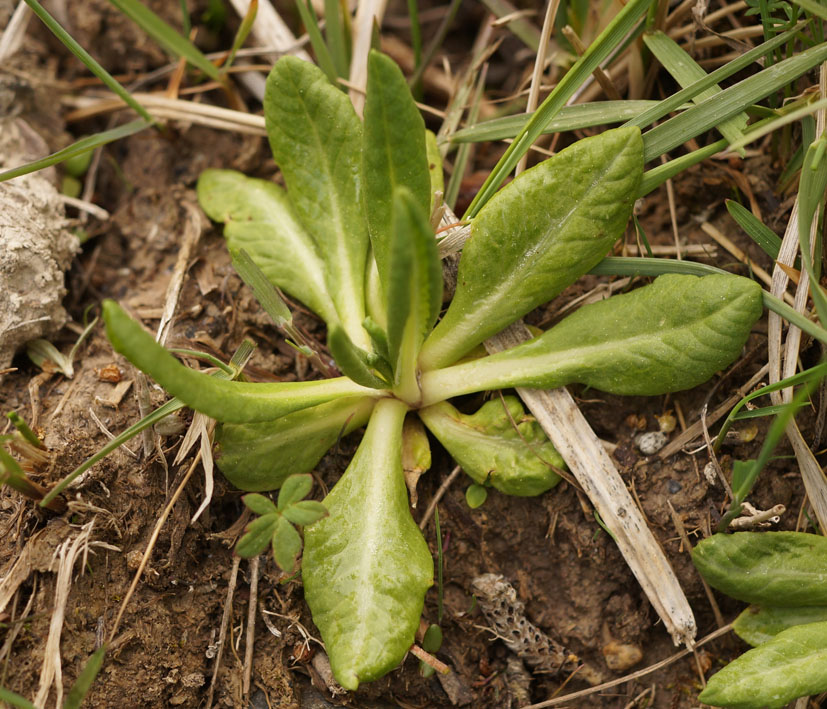 Изображение особи Primula algida.