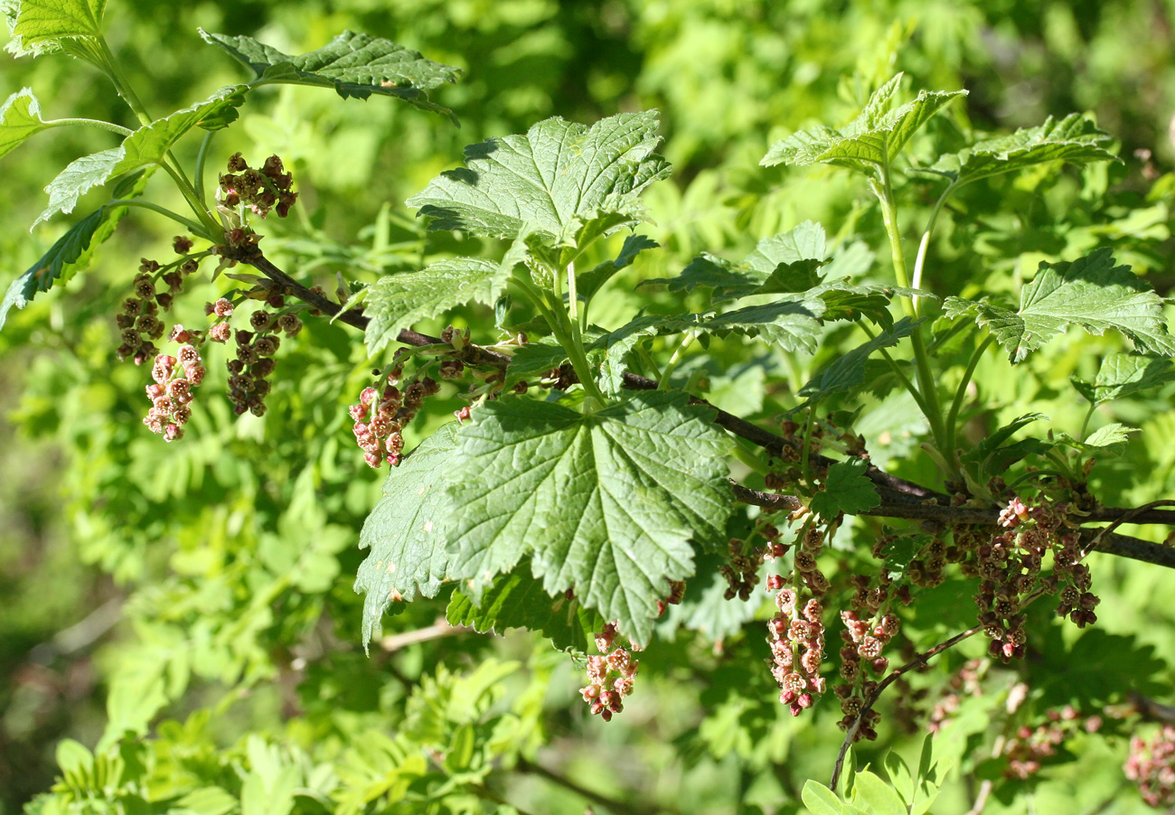 Image of Ribes atropurpureum specimen.