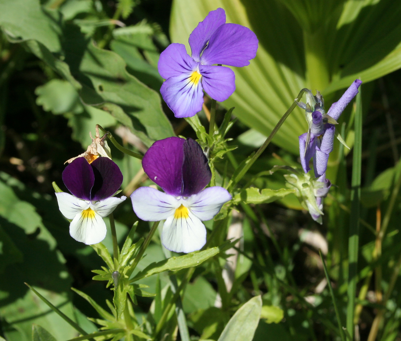 Image of Viola disjuncta specimen.