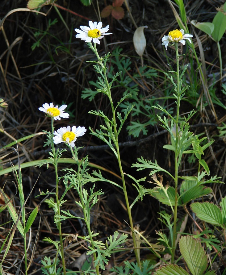 Image of Chrysanthemum zawadskii specimen.