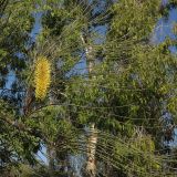 Hakea chordophylla. Верхушка ветки с соцветием. Израиль, Шарон, пос. Кфар Монаш, ботанический сад \"Хават Ганой\". 01.11.2015.