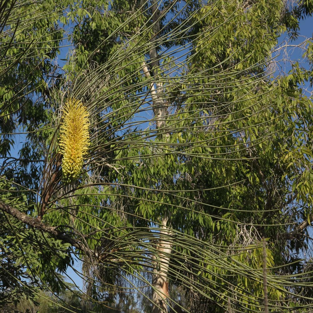 Изображение особи Hakea chordophylla.