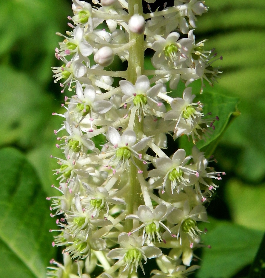 Image of Phytolacca acinosa specimen.