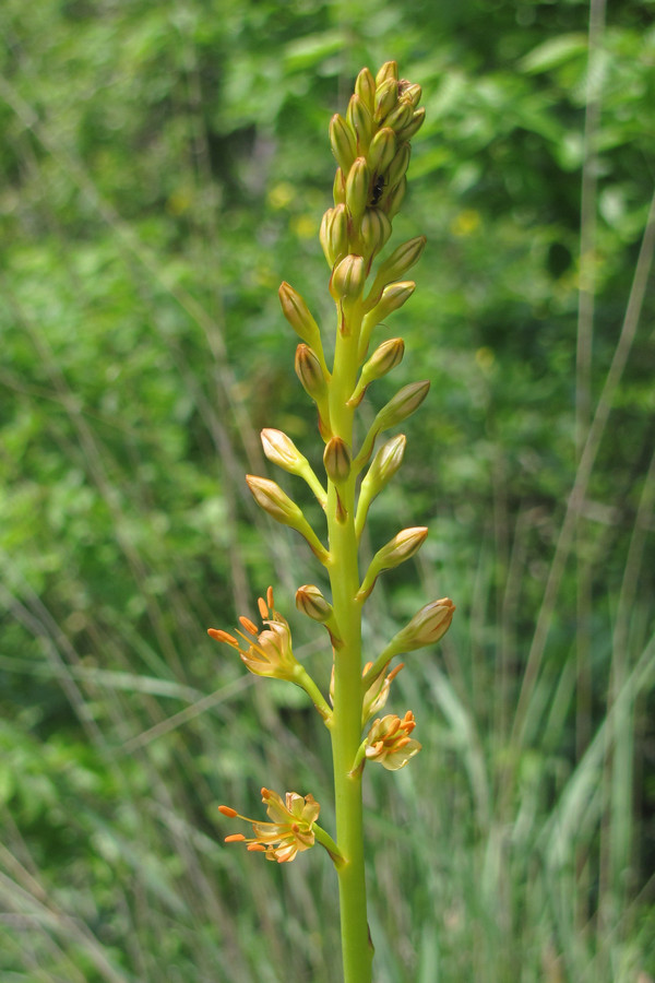 Image of Eremurus jungei specimen.