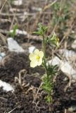 Verbascum orientale