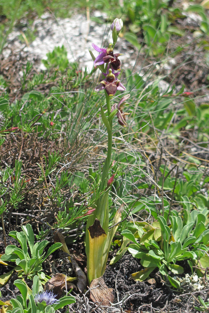 Изображение особи Ophrys oestrifera.