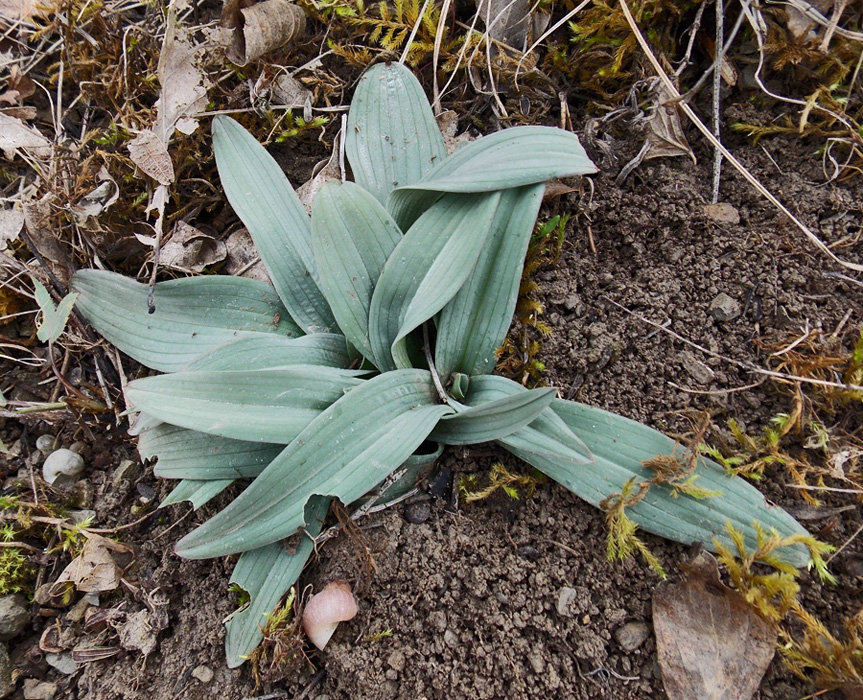 Image of Ophrys oestrifera specimen.