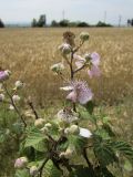 Rubus ulmifolius. Верхушка побега с цветками и бутонами. Испания, автономное сообщество Каталония, провинция Жирона, комарка Баш Эмпорда, муниципалитет Тороэлья-де-Монгри, окр. н.п. Улья, край пашни. 28.05.2016.