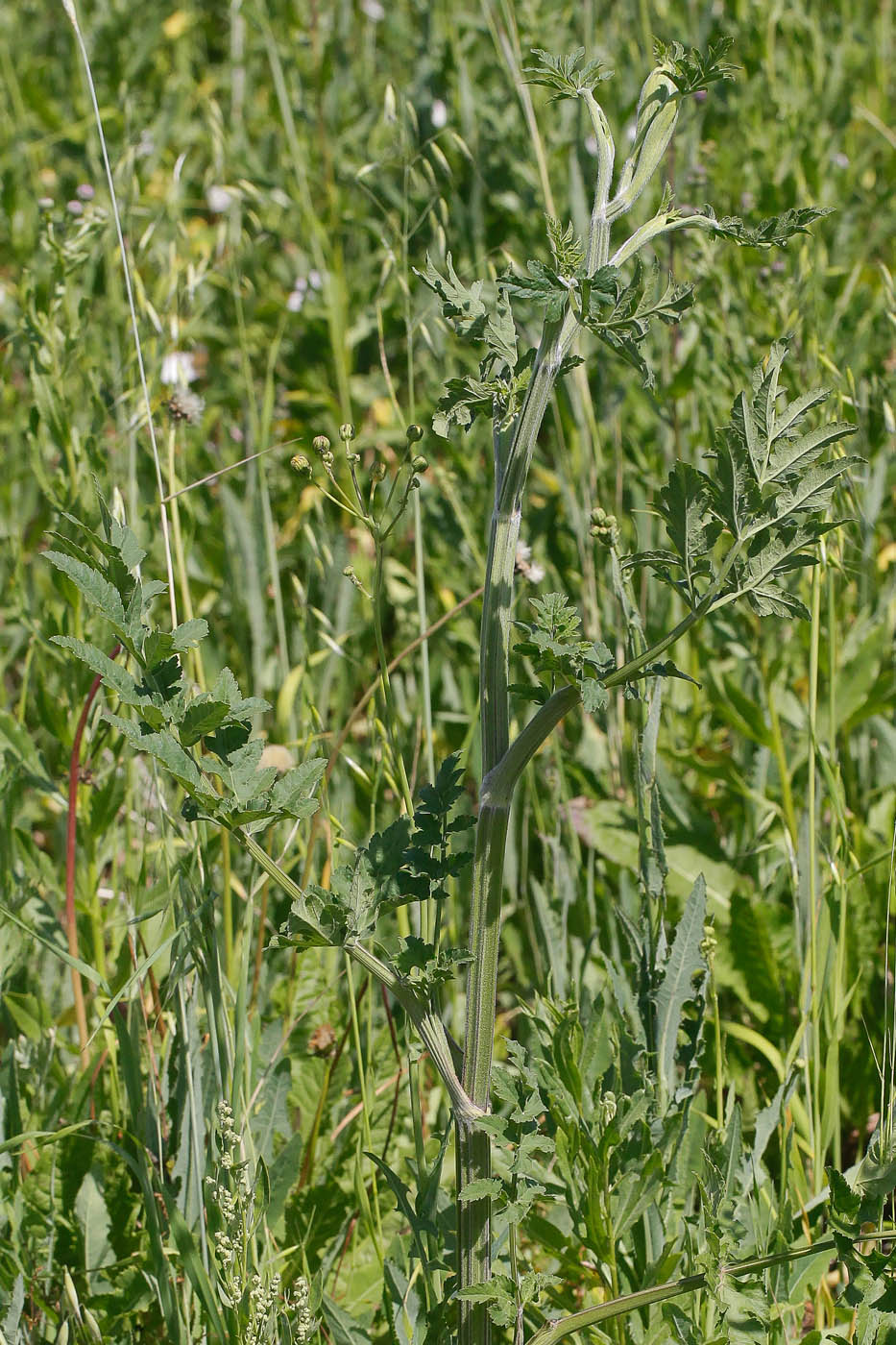 Image of Heracleum sibiricum specimen.