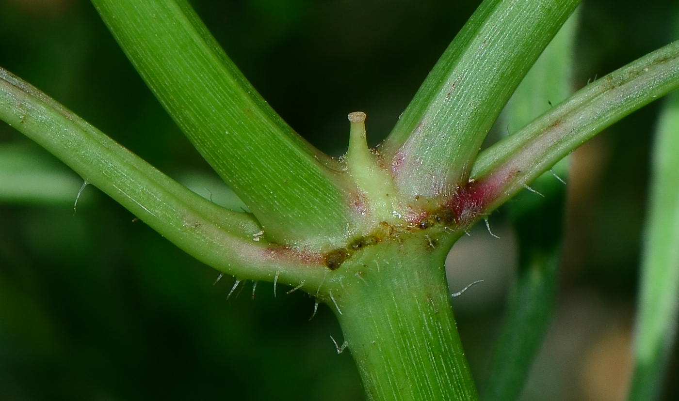 Image of Euphorbia heterophylla specimen.