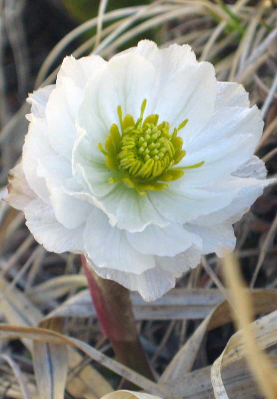 Изображение особи Trollius lilacinus.