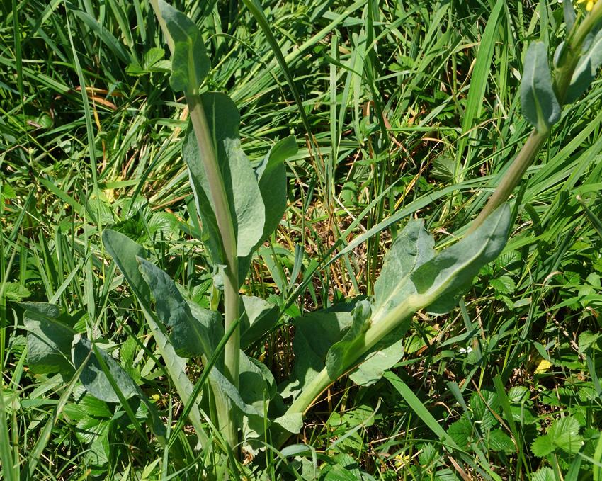 Image of Ligularia altaica specimen.