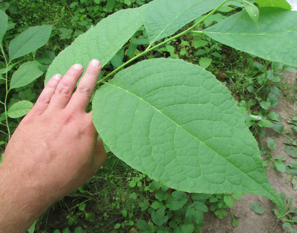 Image of Pterostyrax hispidus specimen.