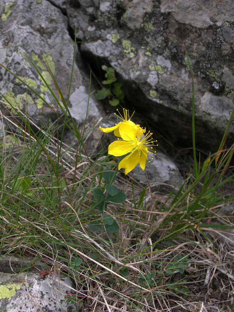 Image of Hypericum nummularioides specimen.