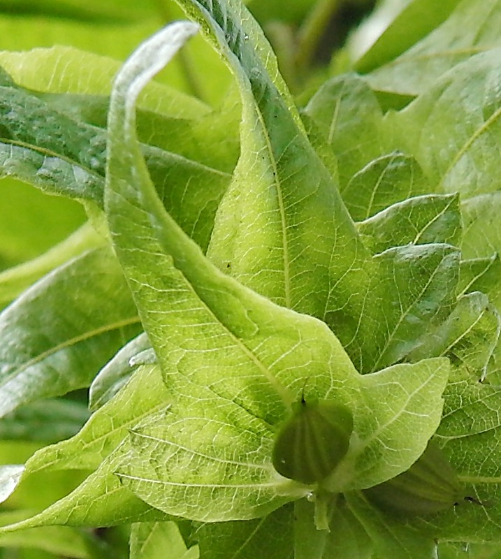 Image of Carpinus betulus specimen.