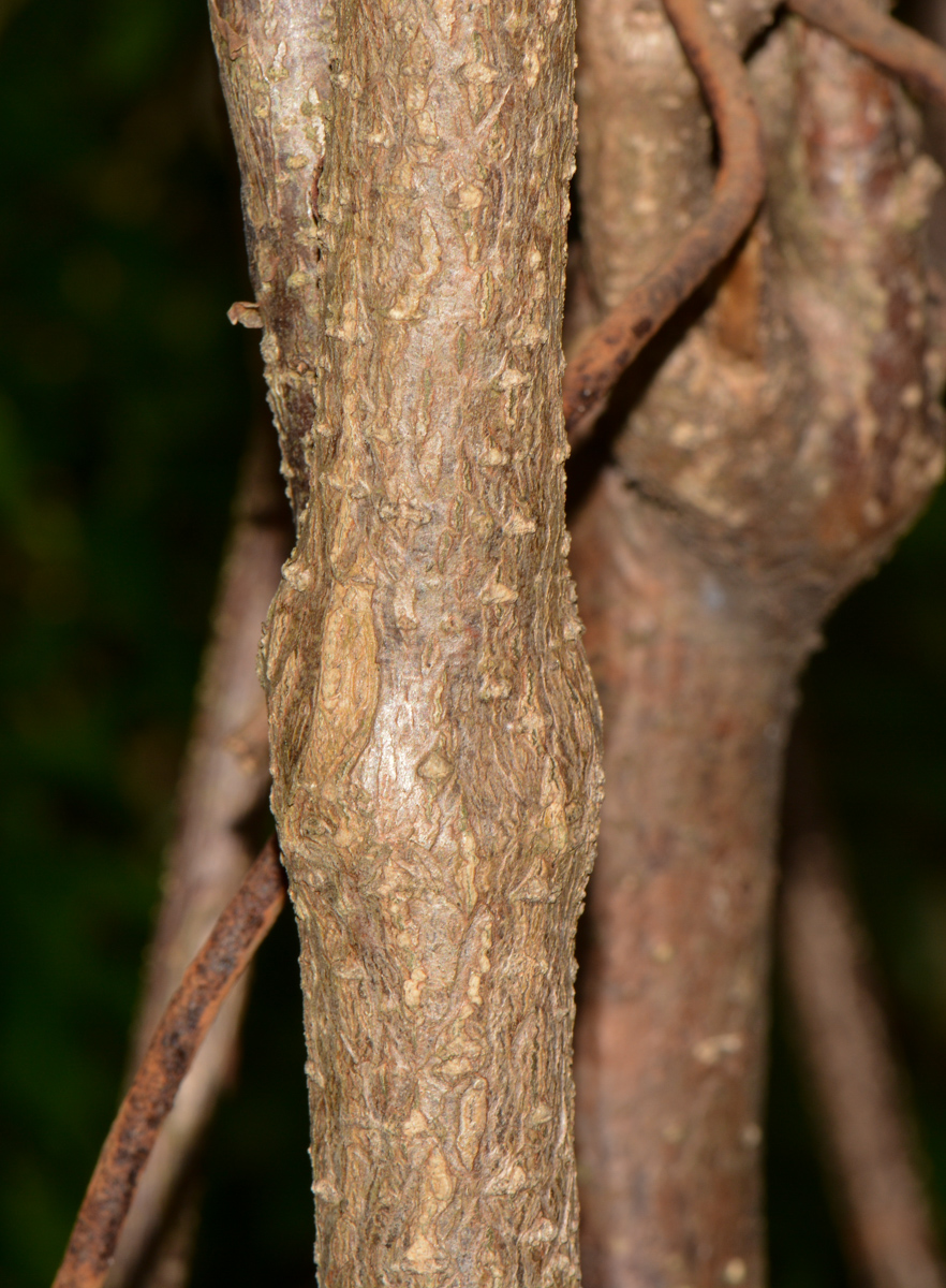 Image of Allamanda blanchetii specimen.