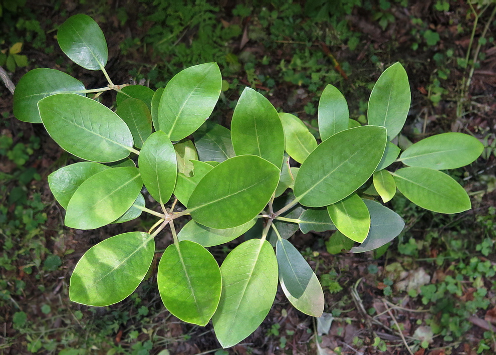 Изображение особи Rhododendron catawbiense.