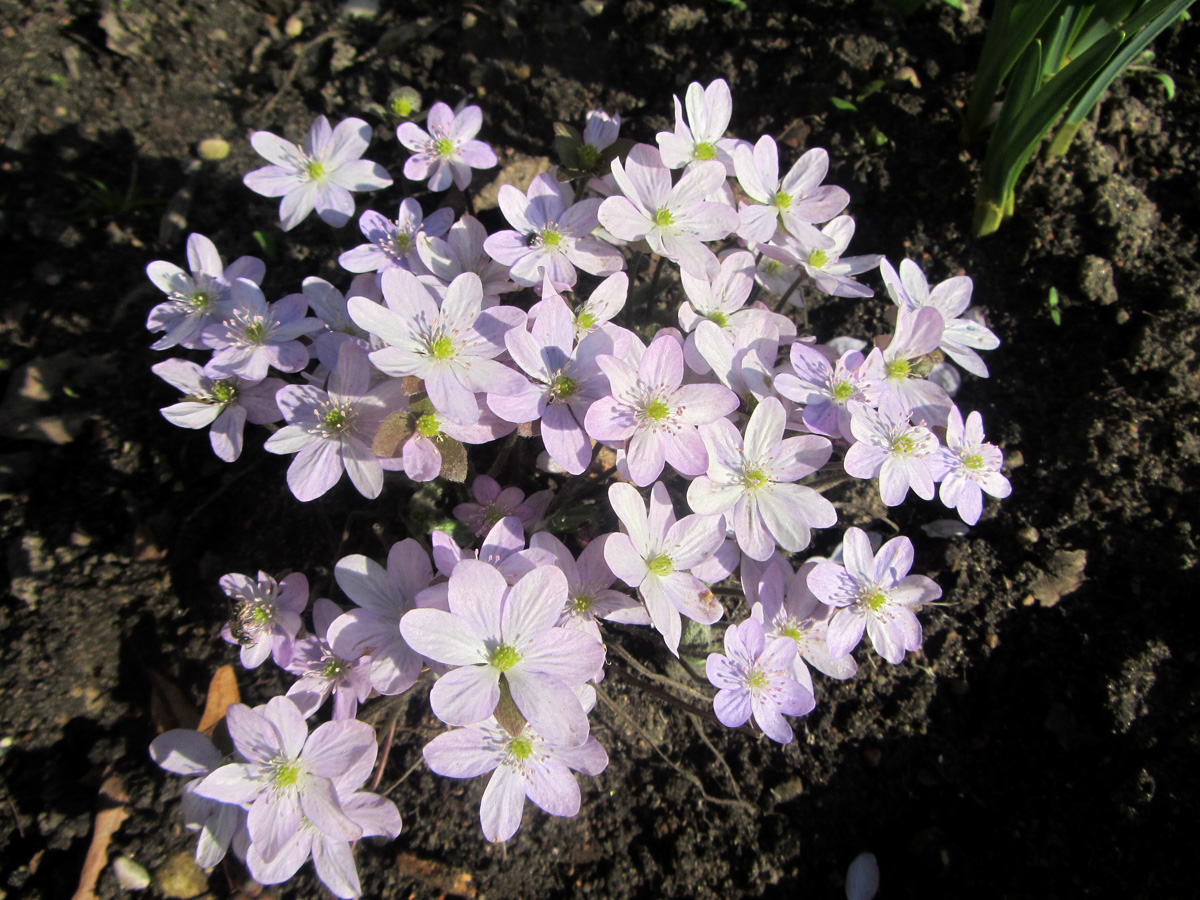 Image of Hepatica nobilis specimen.