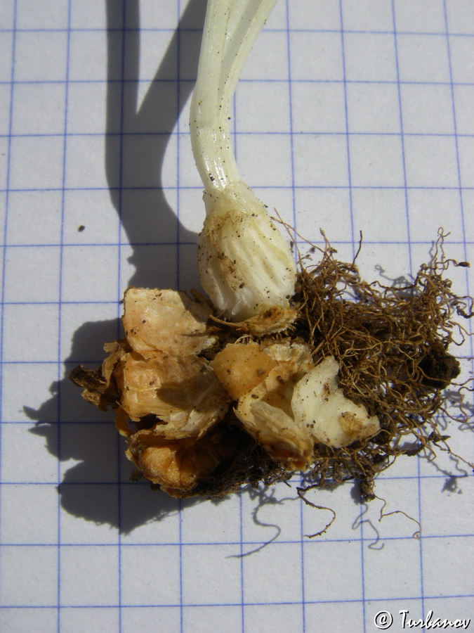 Image of Gagea lutea specimen.