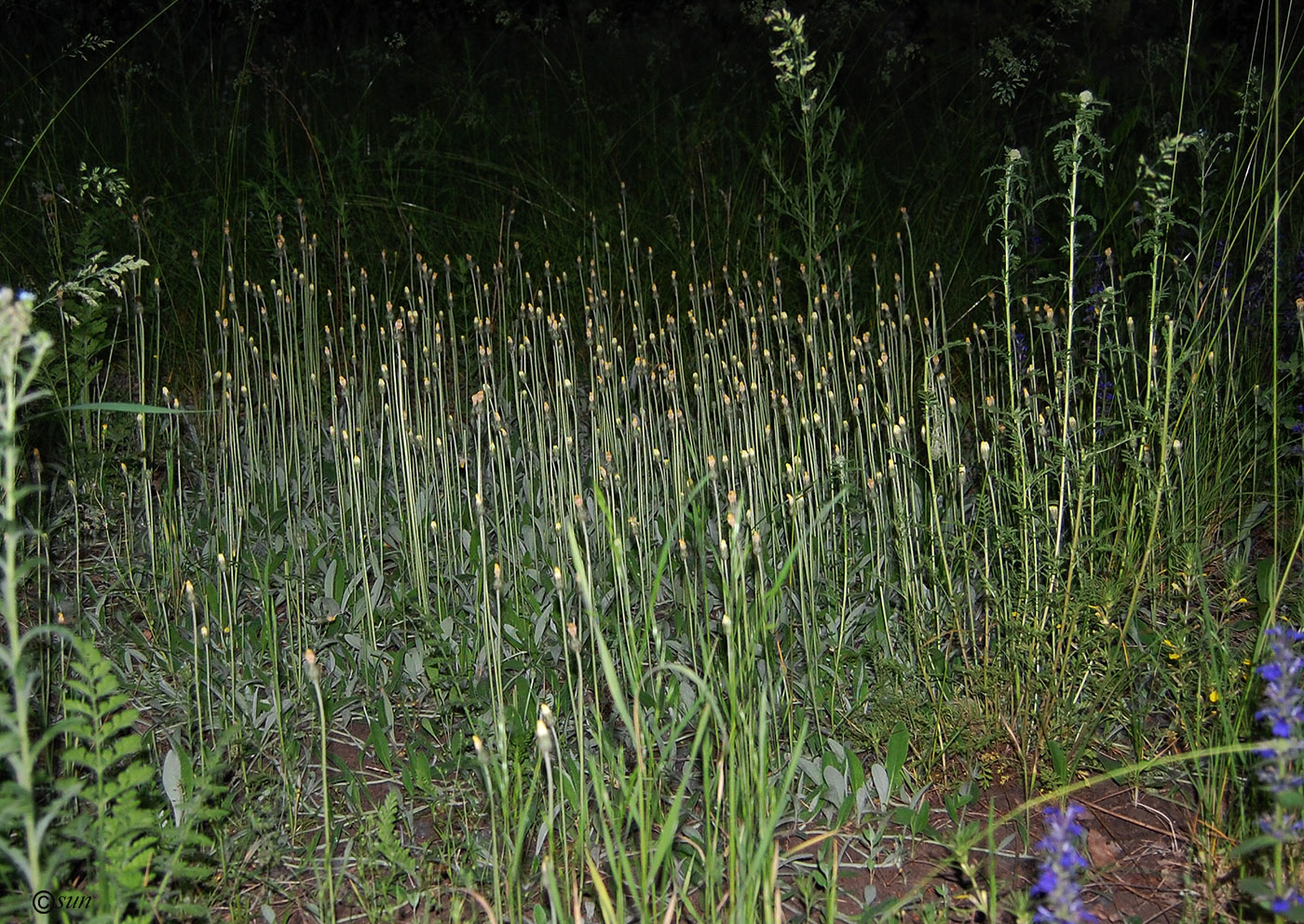 Image of Pilosella officinarum specimen.