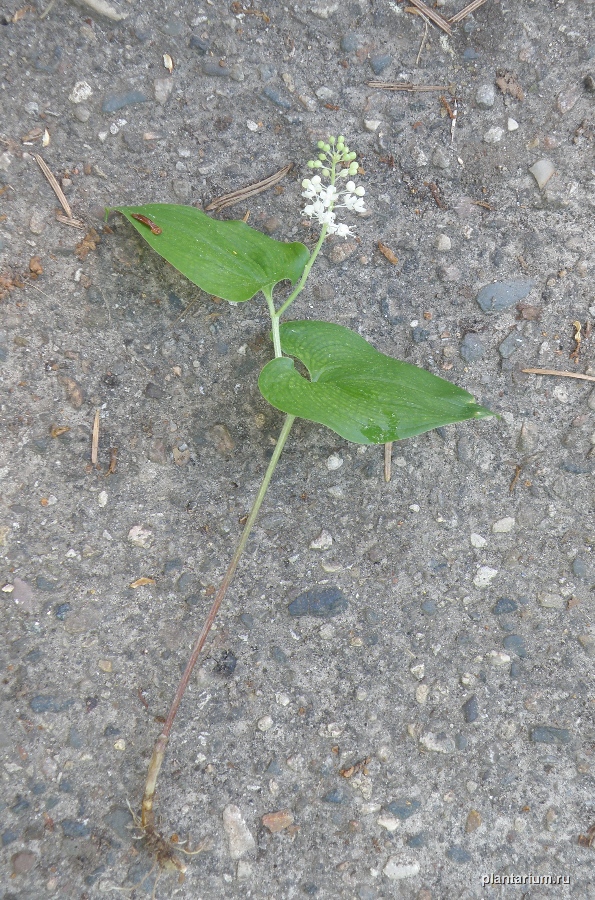 Image of Maianthemum bifolium specimen.