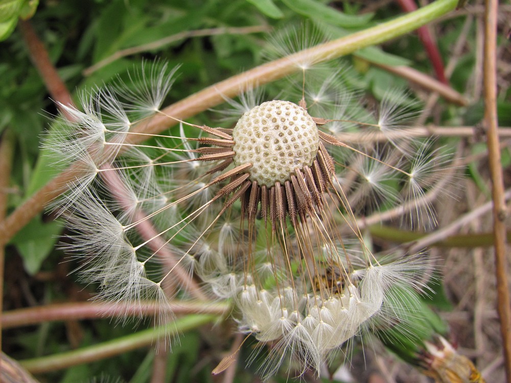 Изображение особи род Taraxacum.