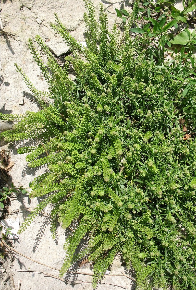 Image of Lepidium densiflorum specimen.