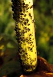 Valeriana officinalis. Часть стебля с колонией тли. Московская обл., городской округ Балашиха, окр. дер. Чёрное, луг у ж.-д. платформы Заря. 19.07.2017.