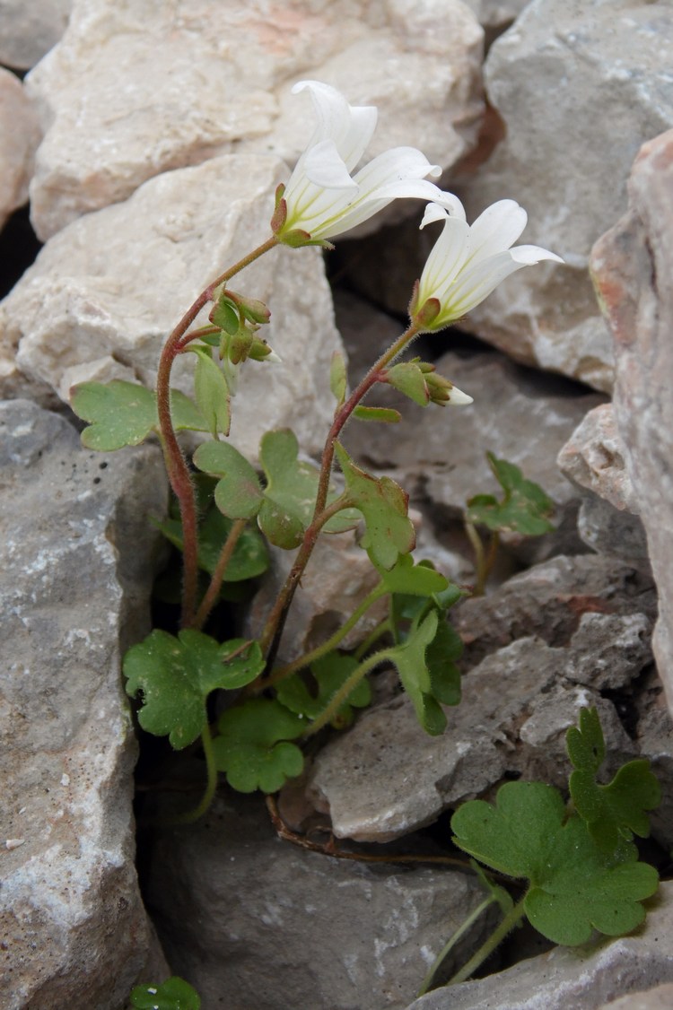 Изображение особи Saxifraga sibirica.