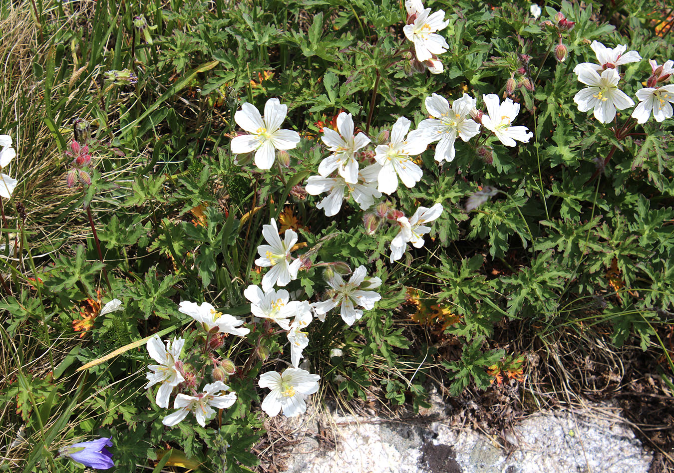 Image of Geranium gymnocaulon specimen.