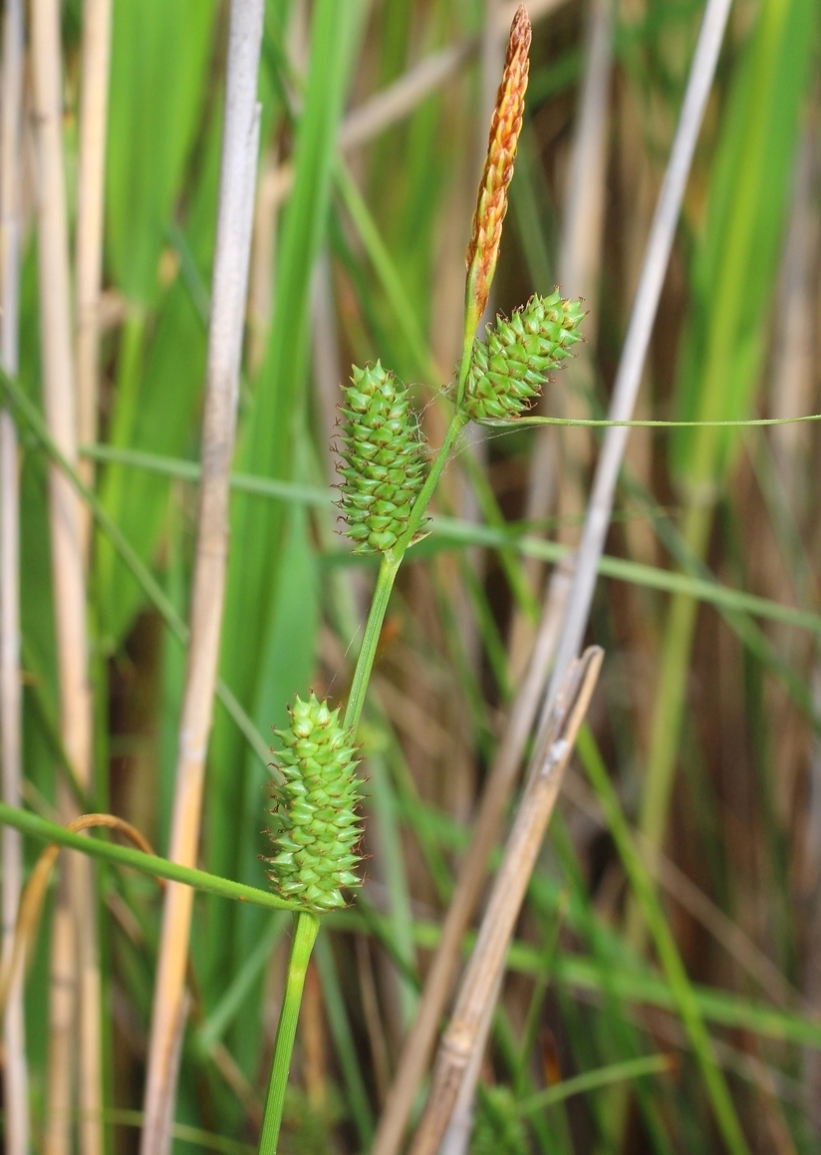 Image of Carex extensa specimen.