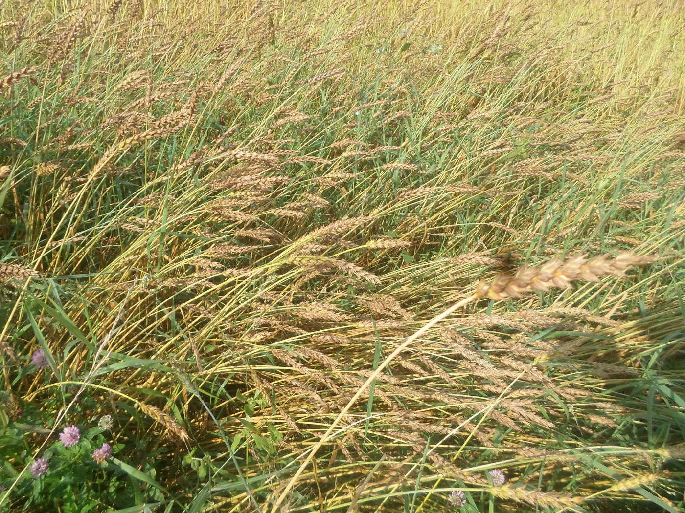 Изображение особи Triticum aestivum.