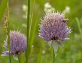 Allium schoenoprasum. Соцветие с сидящими насекомыми. Северный Урал, Пермский край, правый берег р. Язьва в р-не дер. Ванькова, зарастающий галечник. 19 августа 2017 г.