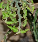 Euphorbia tithymaloides