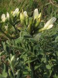 Astragalus reduncus. Цветущее растение. Крым, окр. Феодосии, хр. Биюк-Янышар, гора Джан-Куторан. 30 апреля 2010 г.